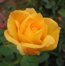 Earth Rosaceae Rose Bush Seeds for gardeners building out beds and borders