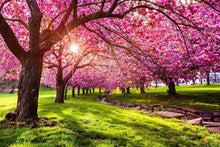 Japanese Sakura Seeds for growers filling out the Garden & Flower Bed