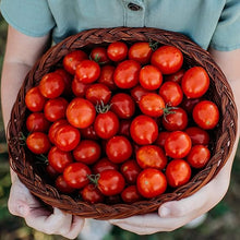 Tiny Tim Tomato Seeds (Solanum lycopersicum) for growers stocking the balcony planters