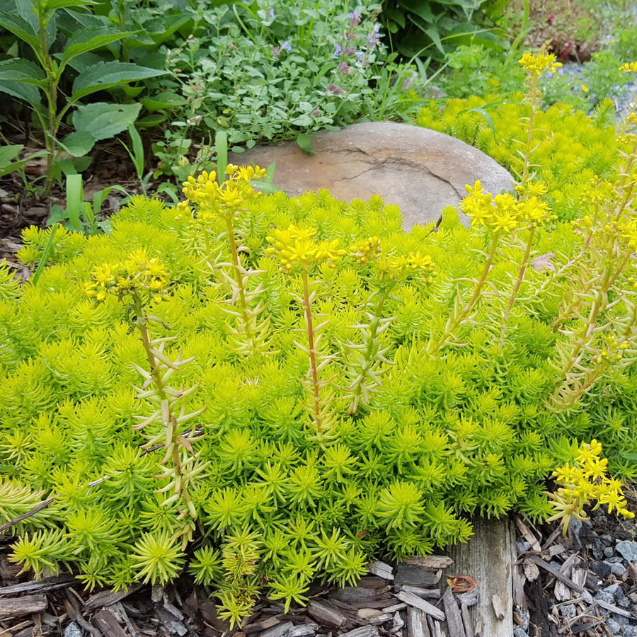 Sedum Rupestre Plant Seeds
