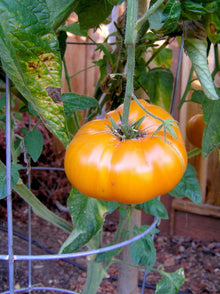 Vladimir (Vysotskiy Tomato Seeds – Heirloom Russian Variety with Rich Flavor) for planting in garden