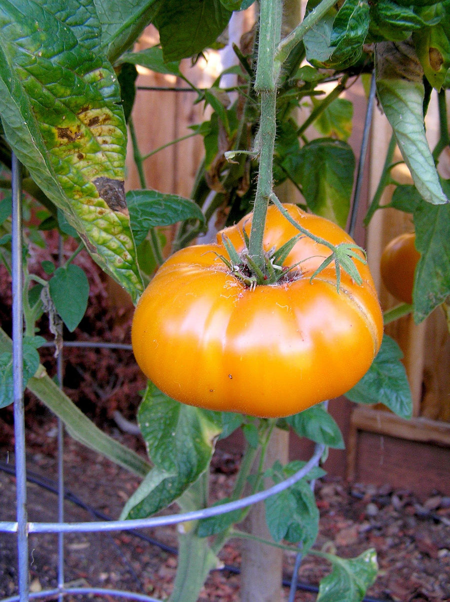 Vladimir (Vysotskiy Tomato Seeds – Heirloom Russian Variety with Rich Flavor) for planting in garden