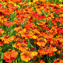 Helenium Sneezeweed Seeds for gardeners building out beds and borders