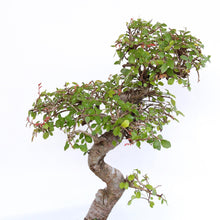 Japanische Zelkova Baumsamen (Fall-Farbe Fast Bonsai Hardy Seeds for long-term planting in the yard