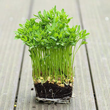 Lentil Sprouts Seeds for a lasting display in the Vegetable Patch, Health Benefits