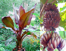 Banana tree fruit sprouting from Musa acuminata seeds with broad tropical leaves and clustered bananas