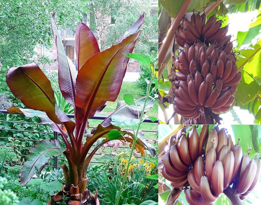 Dwarf Banana Musa Acuminata Seeds for planting in patio garden
