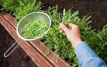 ARUGULA ROQUETTE Lettuce Seeds valued by growers for nutritious, Peppery Greens