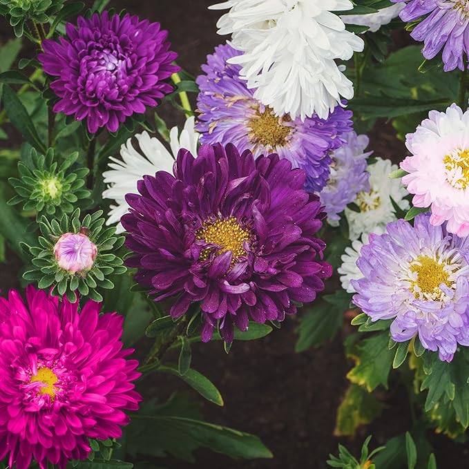 Aster Aster spp for planting in flower bed