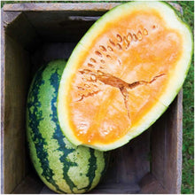 Orangeglo Watermelon Seeds (Citrullus lanatus) for a reliable harvest in the vegetable patches and summer gardens