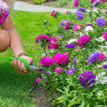 Aster Seeds (Aster spp.) for a lasting display in the Flower Bed