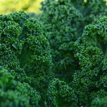 Kale Blue Curled Scotch Seeds for growers stocking a kitchen garden