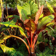 Musa Balbisiana Seeds (Musa balbisiana) for colorful blooms in the tropical gardens and ornamental landscapes