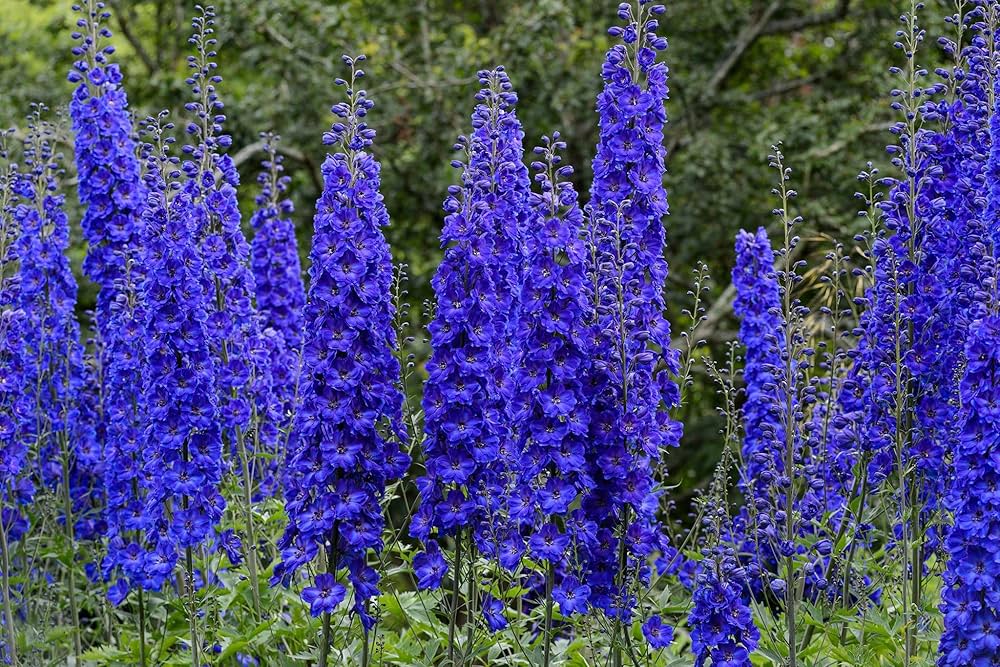 Larkspur Delphinium Crotchii Salmon King Flower Seeds for Planting – Ideal for Cottage Garden and Tall Flower Beds