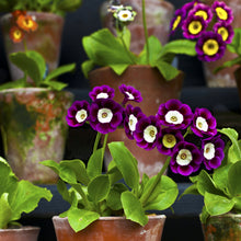 Primrose Seeds (Primula vulgaris) for a lasting display in the cool season gardens and indoor pots