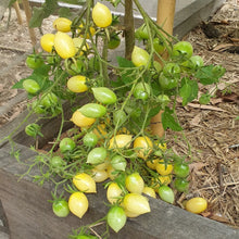 Barry’s Crazy Cherry Tomato Seeds valued by growers for snacking or salads