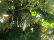 Shark Fin Melon Seeds (Cucurbita ficifolia) valued by growers for backyard gardening and traditional
