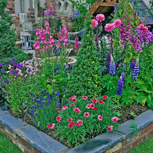 Lupine Lupinus Seeds for growers establishing the Balcony Gardens