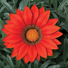 Ground cover plant seeds â€“ low-growing flowering mix