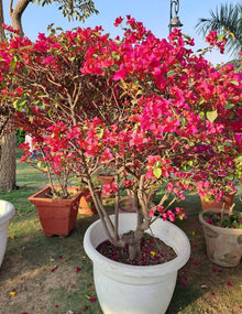 Bougainvillea Seeds (Bougainvillea spp.) for colorful blooms in the Flower Bed