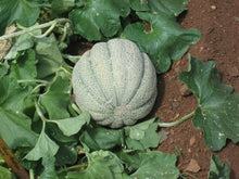 White Muskmelon Seeds (Cucumis melo) for growers filling out the Garden Summer Patch