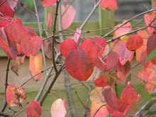 Japanese Katsura Tree Cercidiphyllum Japonicum Seeds for a lasting addition to the landscape