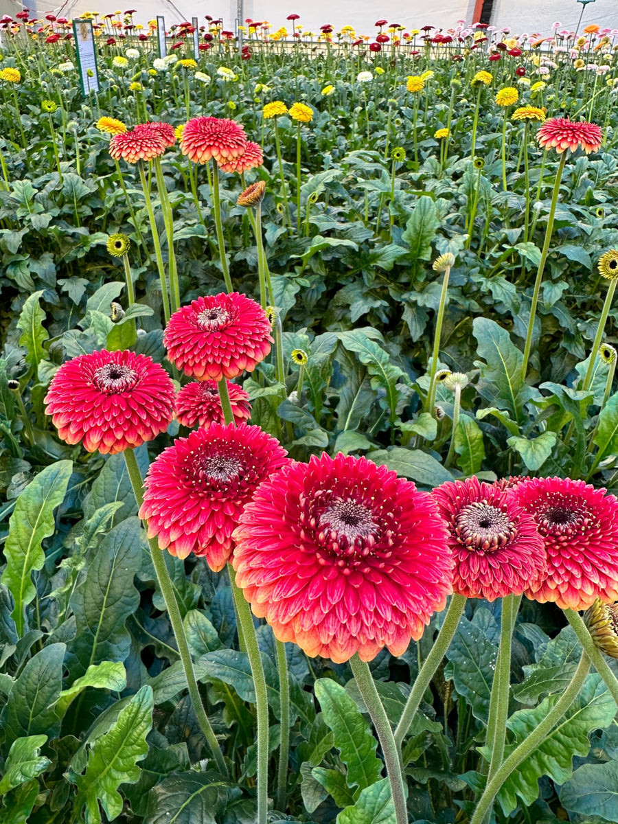 Gerbera Daisy Gerbera Jamesonii flower seeds for planting in backyard gardening and home garden landscapes - for planting in home garden