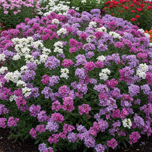 Statice Fortress Mix Seeds for gardeners building out beds and borders