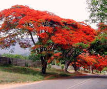 Royal Poinciana Delonix Regia Seeds for growers seeking a long-blooming display