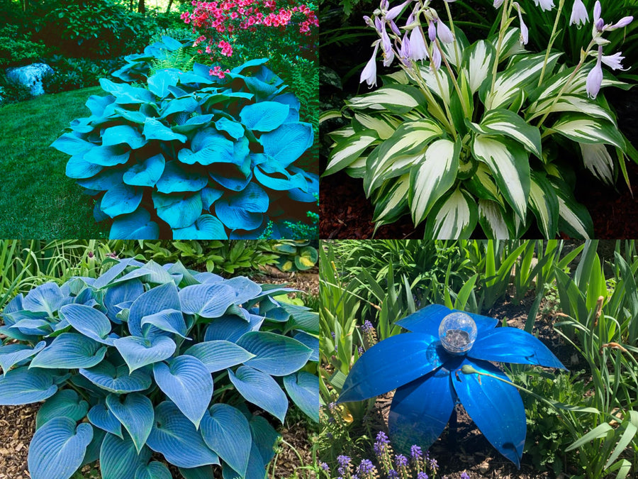 Hosta Hosta plantaginea foliage seeds for planting in shaded garden beds or border landscaping - for planting in home garden