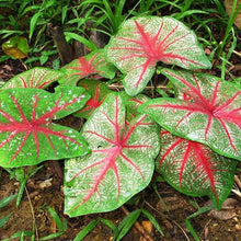 Caladium Bicolor Plant Seeds (Caladium bicolor) for a bright addition to the Flower Bed
