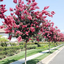 Purple Foliage Lagerstroemia Rosa Velour Crape Myrtle Seeds for growers seeking a long-blooming display