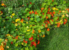 Nasturzio Jewel Mix Seeds for growers seeking a long-blooming display