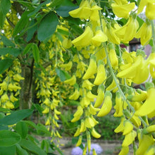 Golden Chain Tree Gemeine Goldregen Seeds known for flowering Tree