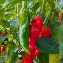 Chimayo Hot Pepper Seeds (Capsicum annuum) for productive rows in the Kitchen Garden Planting
