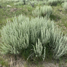 Silver Sagebrush Seeds for gardeners building out beds and borders