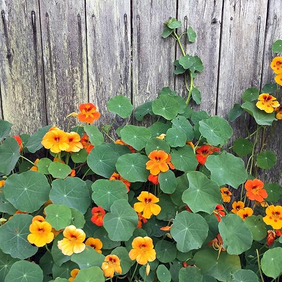 Nasturtium Tropaeolum Majus Red Easy-Grow Flower - for planting in home garden