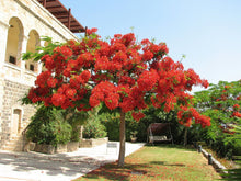 Royal Poinciana Delonix Regia Seeds for growers seeking a long-blooming display