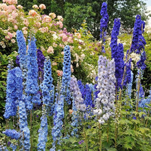 DELPHINIUM AJACIS Mixed Seeds for a lasting display in the Flower Bed