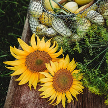 Mars Sunflower Seeds (Helianthus annuus) for seasonal color across the Flower Bed & Garden