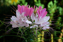 Cleome Seeds (Cleome hassleriana) for reliable seasonal color