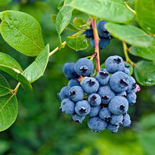 North American Blueberry Seeds for a homegrown harvest from the Fruitful Garden Growing