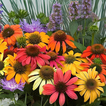 Echinacea Mixed Variety Seeds for seasonal color across the pollinator-friendly gardens