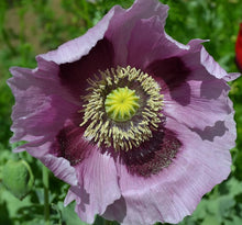 Mohnblumensamen Seeds (Papaver somniferum) for seasonal color across the Wildflower Bed