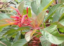 Hamelia Patens Firebush Exotic Orange Seeds for growers wanting a homegrown harvest