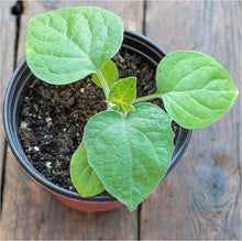 Flower Garden Seeds for growers wanting a homegrown harvest
