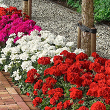 Geranium Pelargonium Rare Wholesale Seeds for growers filling out the Large Garden Outdoor Displays