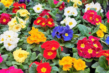 Mini Europe Primrose Seeds (Primula vulgaris) for a lasting display in the Flower Bed & Urban Garden