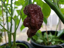 Chile Pepper Seeds (Capsicum chinense) for productive rows in the Bhutlah BBG7 Chocolate Bubblegum in Kitchen Garden