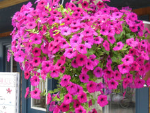Heirloom Pink Garden Petunia Hybrida Annual Seeds prized for long-Blooming Flowers